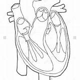 Human Organs Coloring Sheets Pages sketch template