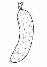 Coloring Pages  Easy Cucumber For Kids sketch template