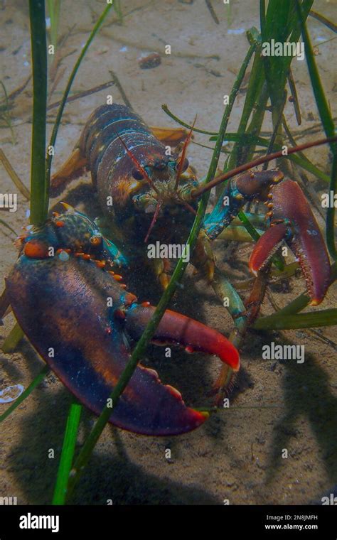 Northern lobster in eel grass habitat Stock Photo - Alamy