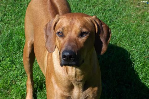 Rhodesian ridgeback - Dogs wallpapers: 2160x1440