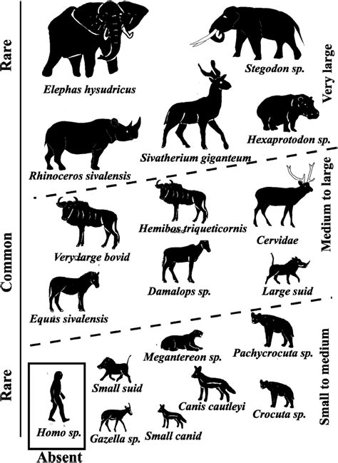 Animal Size Comparison Chart