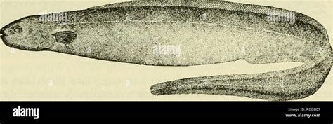 European eel larvae hi-res stock photography and images - Alamy