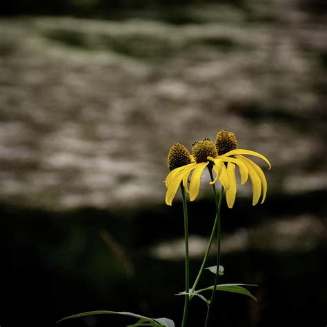 Wild Yellow Coneflowers Photograph by John Bartelt