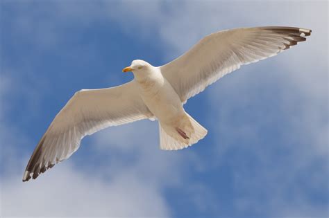 Science behind flying of birds in the sky. » Scienceteen