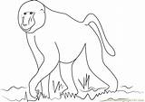 African Baboon Coloring Page For Kids  Free Printable sketch template