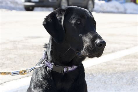 Reflective Dog Collars