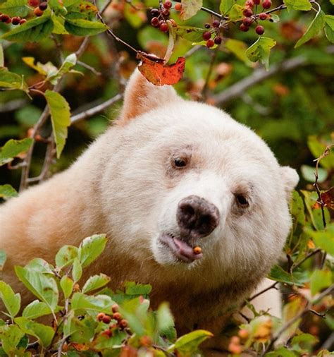 Great Bear Rainforest agreement creates 'a gift to the world' | CBC News