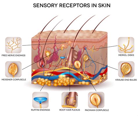 Sensory receptors in the skin | Integral Nonprofit |Workshops, Research ...