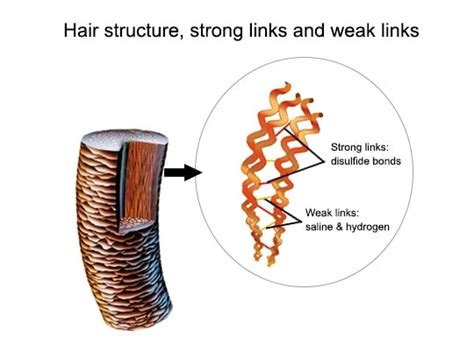 Role of protein and amino acids in hair growth – The Hair Fuel