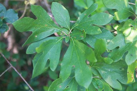 Homemade Sassafras Root Beer Recipe