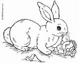Baby Rabbits Coloring Pages  Home sketch template
