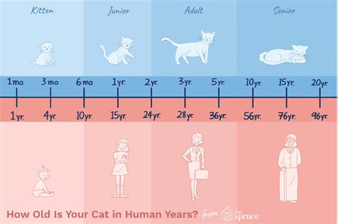 How Long Do Cats Live? – KeyPetCare.com