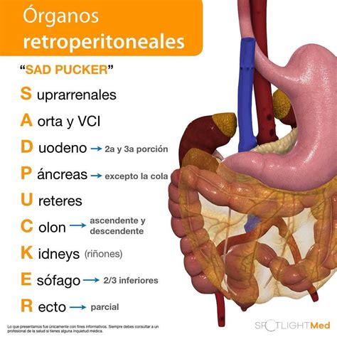 Órganos retroperitoneales 🤓 #SpotlightMed #Spotlightmedicine #Spotlight #medschool #medlife # ...