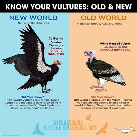 two different types of vultures with the words, know your vultures old ...