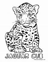Simple Jaguar Drawing At GetDrawings  Free Download sketch template