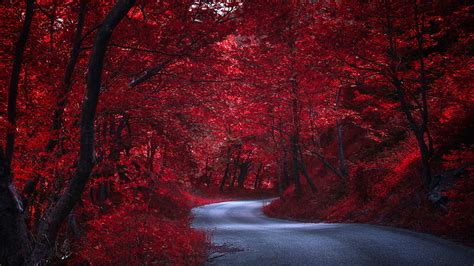 Photo Red Autumn Nature Roads Trees 1920x1080