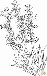 Lavandula Angustifolia Of Gewone Lavender kleurplaat  Gratis sketch template