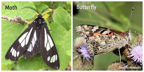 Happy National Moth Week! — Edmonton & Area Land Trust