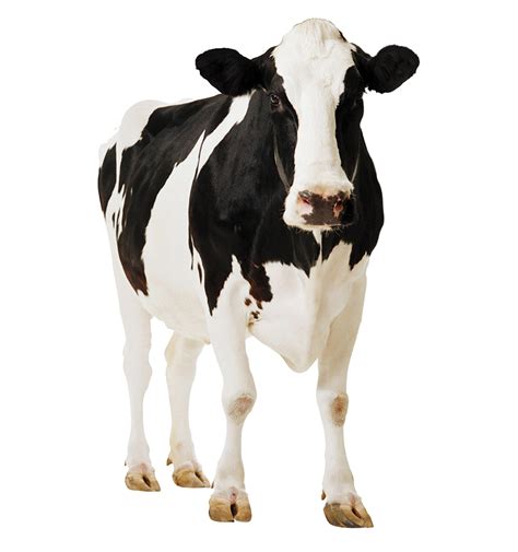 Cow PNG 5 | PNG All