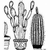 Cactus And Succulent Coloring Pages · Creative Fabrica sketch template