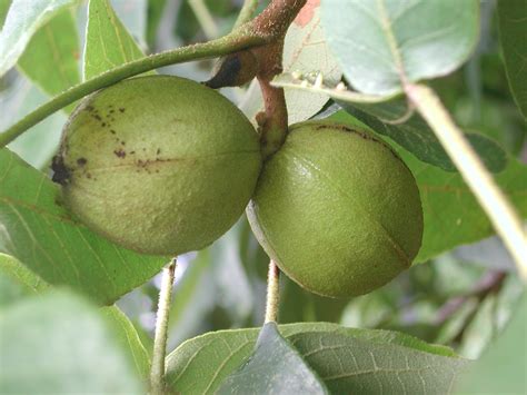 Mockernut Hickory | Nature Photo Gallery