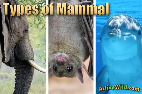 Types Of Mammals: Pictures & Facts. Learn About The Main Mammal Groups & How Different Mammals ...