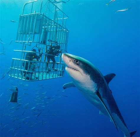 Shark Cage Diving Tour - S-cape Tourism Route - Helderberg