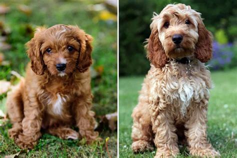 Cavapoo vs Cockapoo: Which Poodle Mix is a Better Choice For You