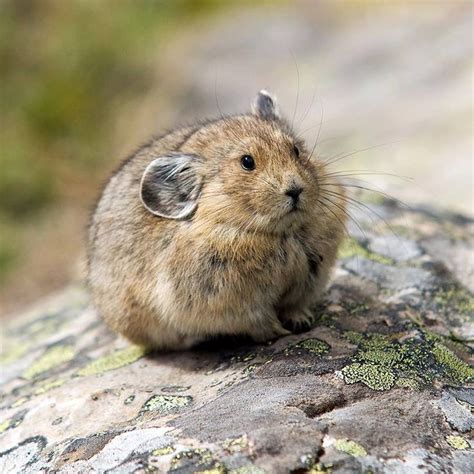 The American Pika is so cute!! — with Tu Mera Humdard Hai. | Cute baby ...