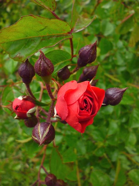 Free picture: red rose, bud, bloom, spring, petals