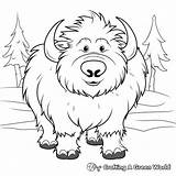 Musk Ox Coloring Pages  Free & Printable sketch template