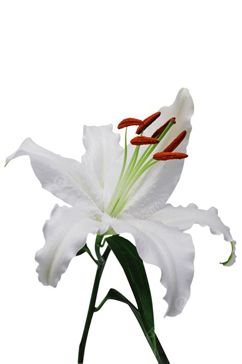Lily White Lily Innocent, Romance, Lily, Blossom PNG Transparent Image and Clipart for Free Download