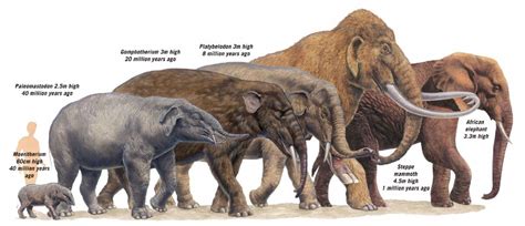 extinct elephant species - Google Search | Prehistoric animals, Ancient ...