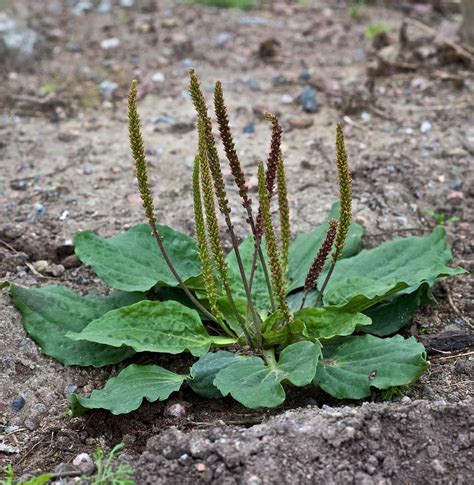 Le plantain - Tortue de terre info