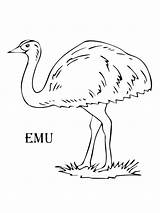Emu Coloring Pages sketch template