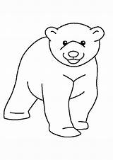 Polar Bear Coloring Pages Sketch Page sketch template