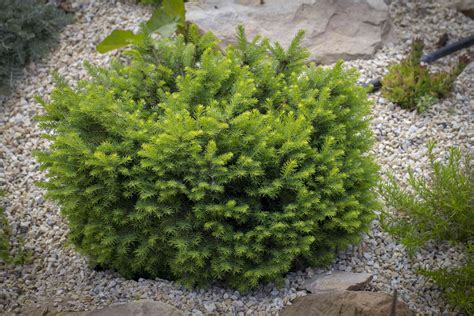 Use Dwarf Evergreens to Give Your Garden Structure