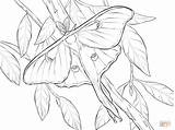 Realistic Luna Moth coloring page  Free Printable Coloring Pages sketch template