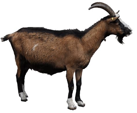 goat png - Google Search | Dieren
