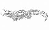 Nile Crocodile Coloring Page Pages sketch template