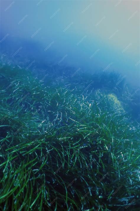 Premium Photo | Forest of Seaweed Seaweed Underwater Underwater Scene