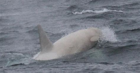 Extremely rare white orca spotted off the coast of Japan