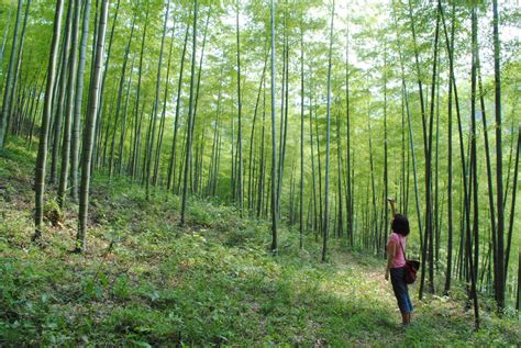 China’s Anji Grand National Bamboo Forest