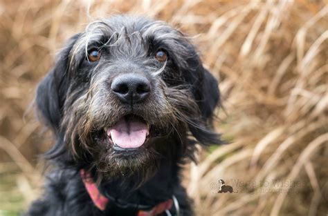 Schnauzer lab mix This is Riley when he's old. Lab Mixes, Schnauzer Mix ...