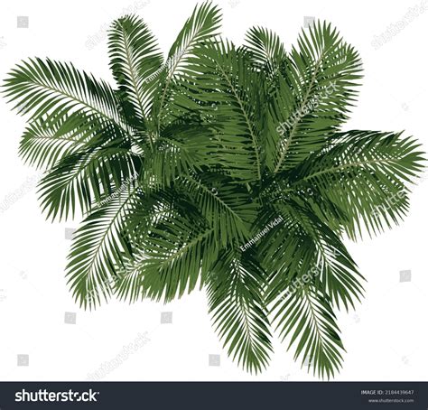 Top View Plant Generic Palm Tree Stock Vector (Royalty Free) 2184439647 ...