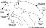 Manatee Coloring/Writing Printout  EnchantedLearningcom sketch template