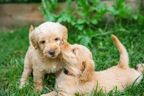 Two Golden Retriever Puppies Loving and Kissing on Each Other Outside ...