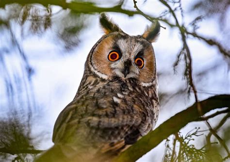 20 most famous owl names in mythology and literature (with stories) - Tuko.co.ke