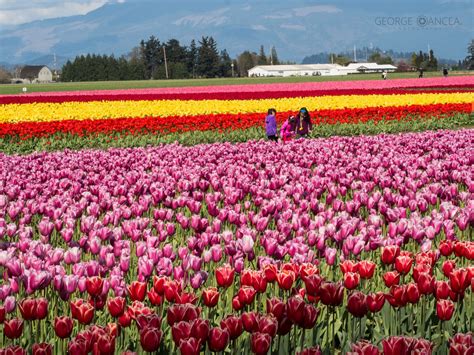 Tulip Festival | Tulip festival, Spring tulips, Tulips