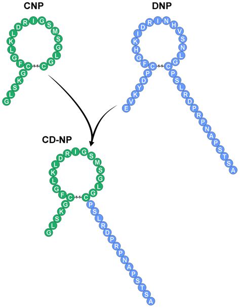 Natriuretic Peptide Structures. Amino acid sequence of mature C-type... | Download Scientific ...